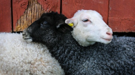 Zwarte en witte schapen