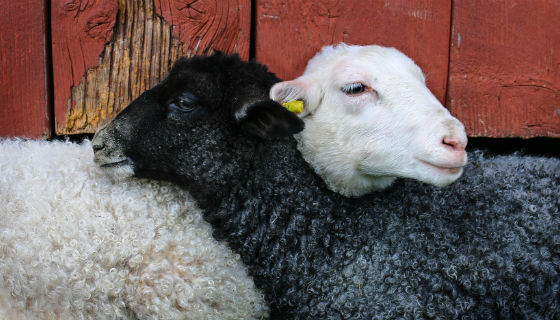 Zwarte en witte schapen