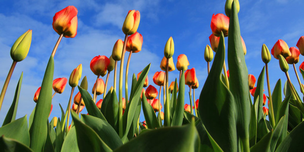 tulpen